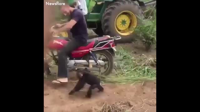 Epoch-Asia-These-Monkeys-Are-Funny