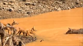 Esse pequeno animal soube usar a água a seu favor para se proteger de cães selvagens asiáticos