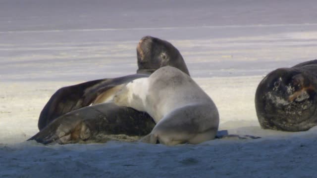 Wildlife