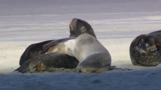 Wildlife