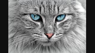 cat-animal-cat-portrait-mackerel