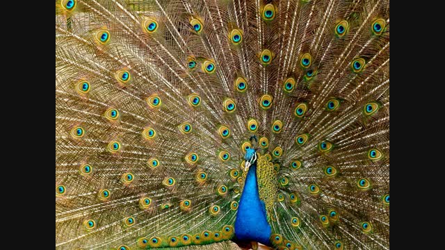 peacock-plumage-bird-peafowl-45911