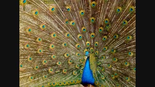 peacock-plumage-bird-peafowl-45911