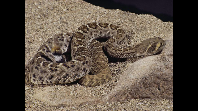 western-diamondback-rattles_5873_600x450