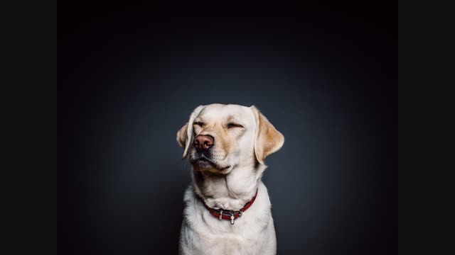 wall-animal-dog-pet