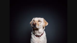 wall-animal-dog-pet