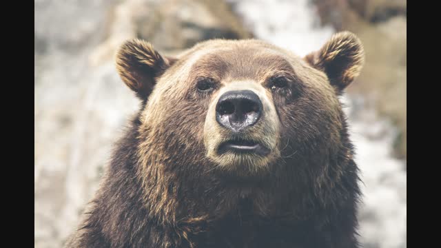 nature-animal-fur-dangerous