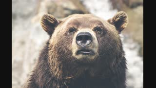 nature-animal-fur-dangerous