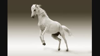 mare-animal-nature-ride-45164