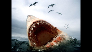 eye-level-great-white_6448_600x450