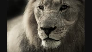 lion-animal-portrait-africa-safari-40196