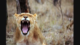leo-animal-savannah-lioness-55814