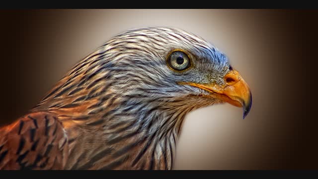 red-kite-bird-of-prey-milan-raptor-86462