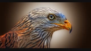 red-kite-bird-of-prey-milan-raptor-86462