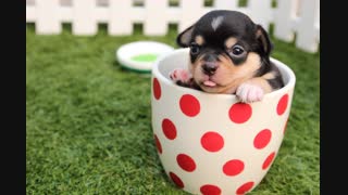 chihuahua-dog-puppy-cute-39317