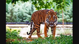 sumatran-tiger-tiger-big-cat-stripes-46251
