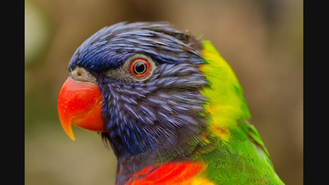 nature-bird-flying-red