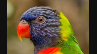 nature-bird-flying-red