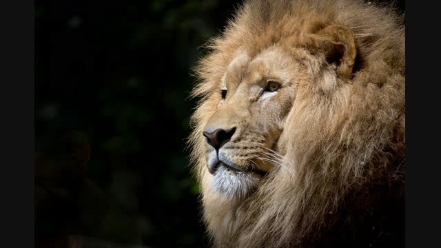 lion-wild-africa-african