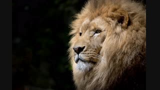 lion-wild-africa-african