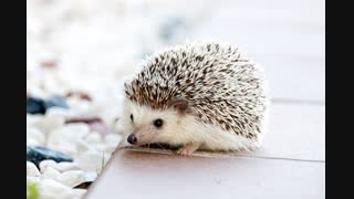 hedgehog-animal-baby-cute-50577