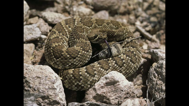 mojave-rattlesnake_5846_600x450