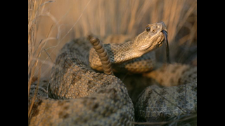 rattlesnake-prairie-tongue_5852_600x450