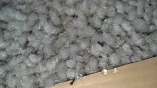 425 440 0966 Pest Control for Ants  Seattle Bellevue Sammamish Redmond kirkland Exterminators