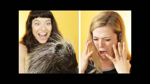 Animal Lovers Get Surprised With Porcupines