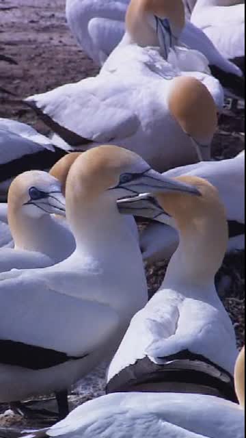 Wildlife