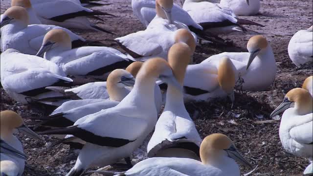 Wildlife