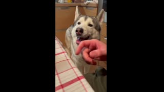 Talking Dog