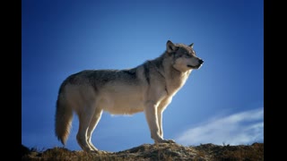 wild-wolf-9