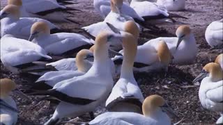 Wildlife
