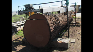 Pacific Coast Lumber. Giant Walnut Milling.  23,000 pound log milled.