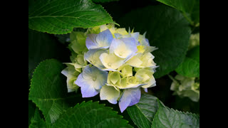Hydrangeas