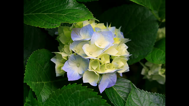 Hydrangeas