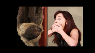 A Girl Obsessed With Sloths Gets Surprised With A Sloth
