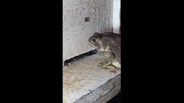 Frag catch a fly for eat