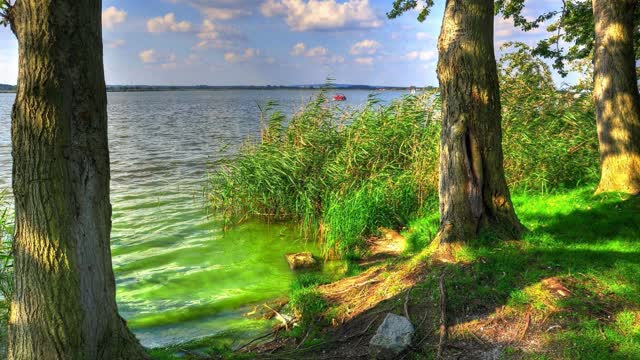 lake beautiful green lake tree nature